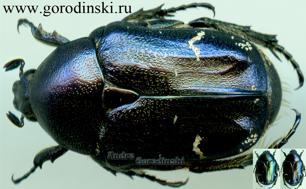 http://www.gorodinski.ru/cetoniidae/Pseudonetocia cyanescens.jpg